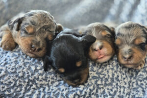 Trixi's puppies