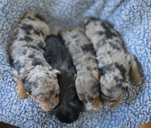 Trixi's puppies