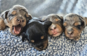 Trixi's puppies