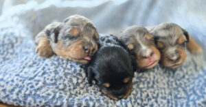 Trixi's puppies