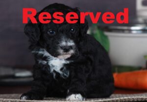 Daisy reserved