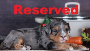 Everest reserved