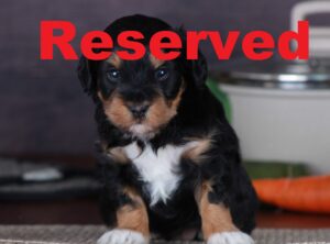 Juniper reserved