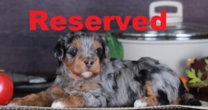 Oakley reserved