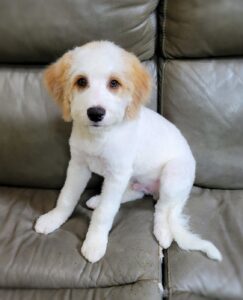 Charlie 2