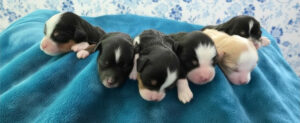 Enoch litter photo girls 2