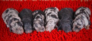 Hazel litter photo 1