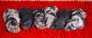Hazel litter photo 2