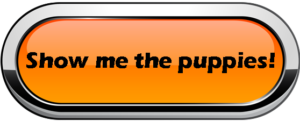 Show me the puppies
