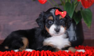 Bitty 1