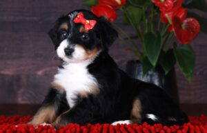 Bitty 2