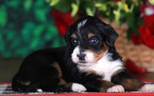 Bitty 2