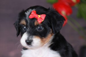 Bitty 6