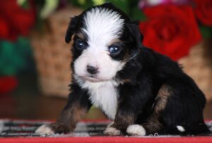 Itsy Bitsy 2