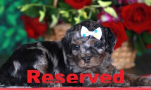 Liberty reserved