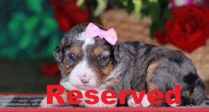 Skye reserved