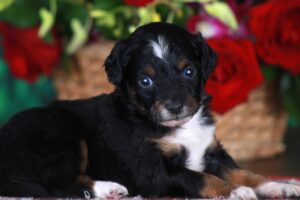 Tiny 1