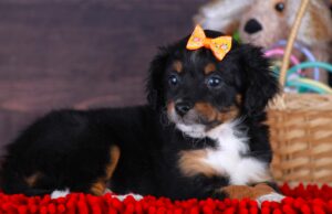 Tiny 2