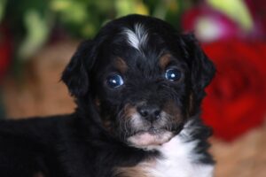 Tiny 3