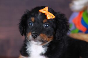 Tiny 4