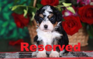 Trinket reserved