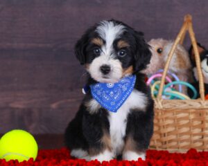 Twitch 1