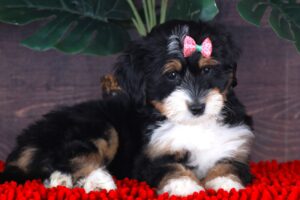 Bitty 2