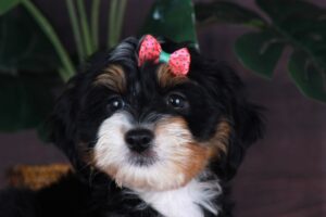 Bitty 5