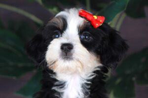 Itsy Bitsy 2