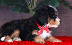 Peewee 4