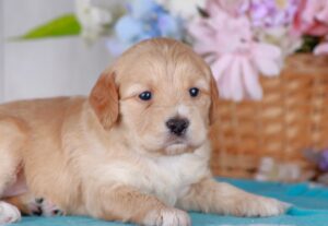 Ginger 1