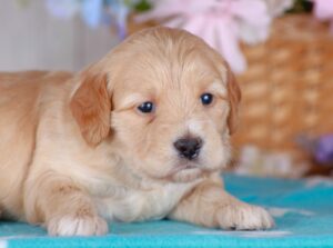 Ginger 2