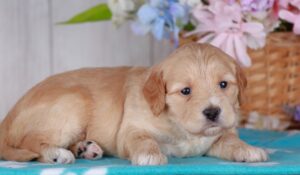 Ginger 3